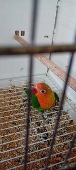 Predám Agapornisa fischer