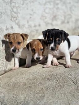 JACK RUSSELL TERIÉR- štěnátka na prodej