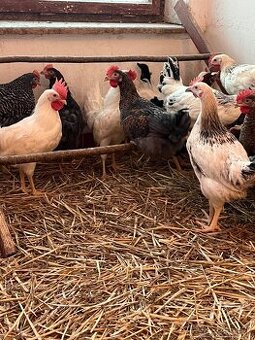 Mladé 16týždňové kohúty