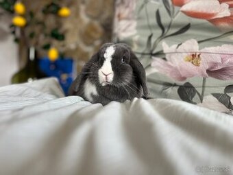 Kastrovaná samička Levanduľka -mini lop - prevoz TT,KE, ČR