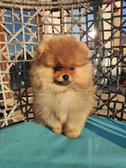 Pomeranian