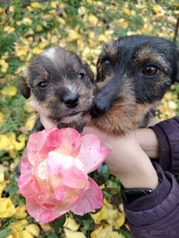 Šteniatka jazvečíka