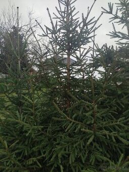 Vianočný stromček