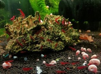 Krevetky neocaridina červené