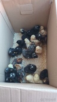 Nasadové vajíčka amrox