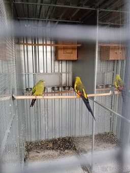 Predám chovný pár papagájov horských .