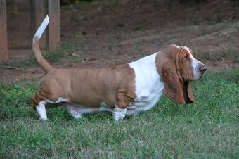 BASET-BASSET HOUND - KUPIM.