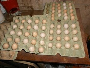 predam vajcia bažantov - 1