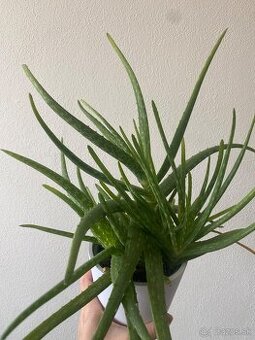 Aloe vera