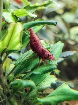Predám krevetky Neocaridina Red Fire Painted - Grade SS