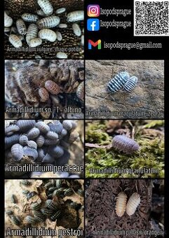 Isopody, rovnakonôžky - nové druhy