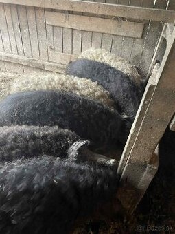 Mangalica