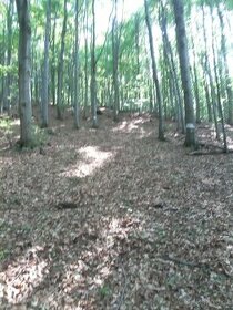 Predaj - lesy, k.ú. Vagrinec