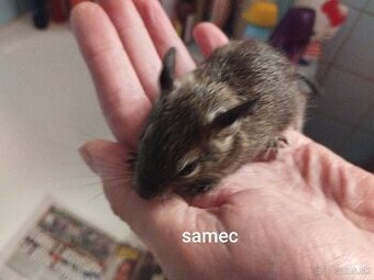 Predám osmakov degu - 1
