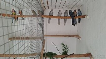 Rozela penant modrá, modrá škorica pastel