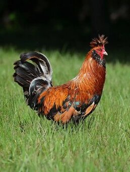 Predám kohúta Pavlovskej