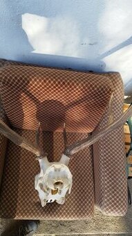 Predám jeleniu trofej. Parožie zhody trofeje.