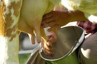 Hľadám ručne dojenu kravu