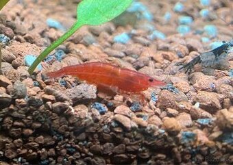 Neocaridina krevetky mix selekcií