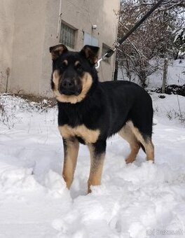 Darujem šikovné šteniatko - mix nemecký ovčiak Jafar