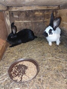 Nemecký obrovitý strakáč