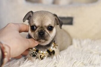 Krásny mini čivava psík XXS s rodokmeňom