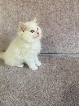 Ragdoll bez PP - 1