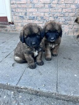 Leonberger šteniatka