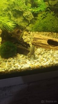 Akvarijné žaby