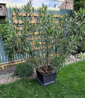 Predam Oleander vyska 150cm.