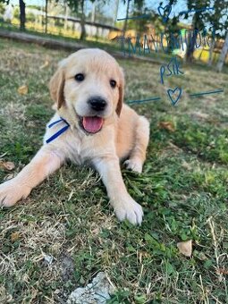 Zlatý Retriever šteniatka