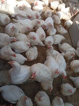 Na predaj brojlerove kurcata 2kg
