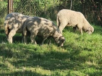 Predám jahničku Merino