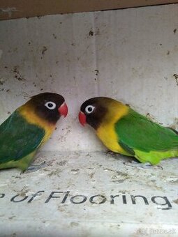 Agapornis škraboškovy