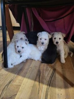 Pumi madarsky ovciarsky pes