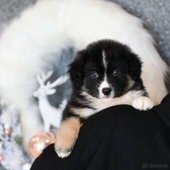 Miniatúrny americký ovčiak