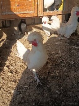 Predám kohútov holandanky zdrobnelej