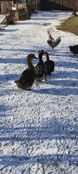 Ruanske kačky a chocholaty káčer