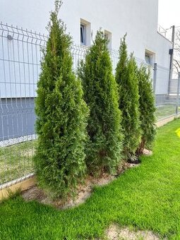 Tuja smaragd 2m 4ks