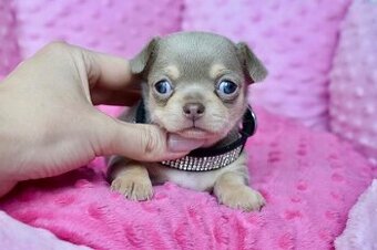 Civava s PP Fenka lilac