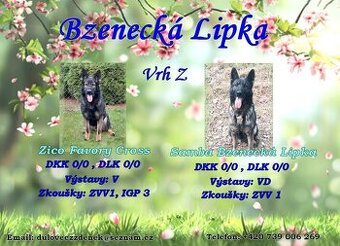 Nemecký ovčiak frenky s PP