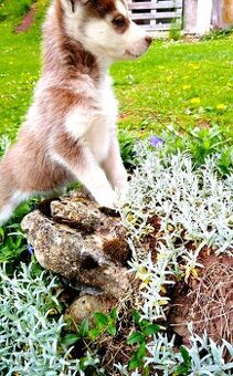 Sibirsky husky hasky