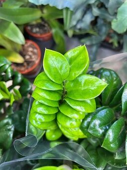Zamioculcas zamiifolia Zenzi