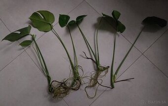 Monstera deliciosa