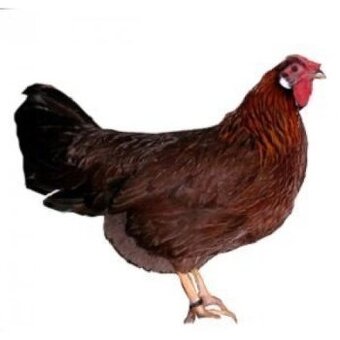 Kupim násadové vajcia Leghorn, Vlaška