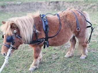 Postroj minishetty shetty