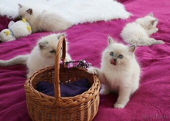 Ragdoll - láska na celý život