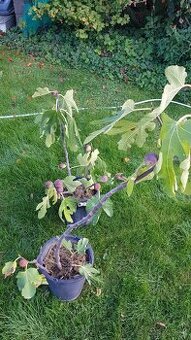 Figy 2 ks predam zakorenene v kvetinaci