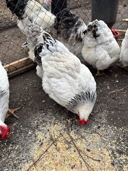 Wyandotka čierna Kolumbia