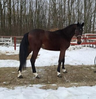 Kannan x Cornet Predám trojročného skokana.